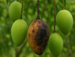 Buah yang Busuk akan Jatuh dengan Sendirinya