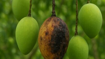 Buah yang Busuk akan Jatuh dengan Sendirinya