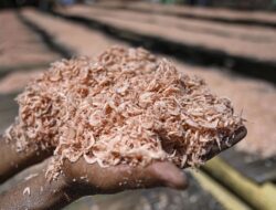 Udang Indonesia Tercemar Radiasi, Pemerintah Bentuk Satgas