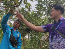 BINUS @Malang Kembangkan Inovasi Teknologi Atasi Penyakit dan Hama pada Apel Manalagi
