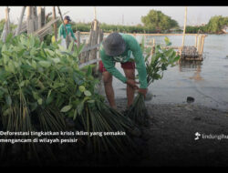 Deforestasi Indonesia masih Meningkat, Inisiatif Pemulihan Hutan Mendesak Diperkuat
