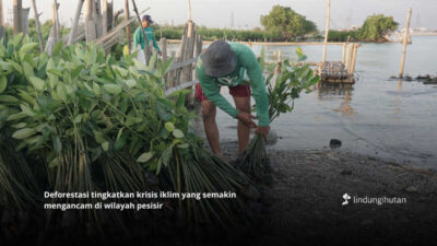 Deforestasi Indonesia masih Meningkat, Inisiatif Pemulihan Hutan Mendesak Diperkuat