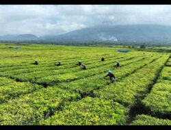 Ini Tanggapan PTPN IV Regional II soal Konversi Kebun Teh di Kabupaten Simalungun