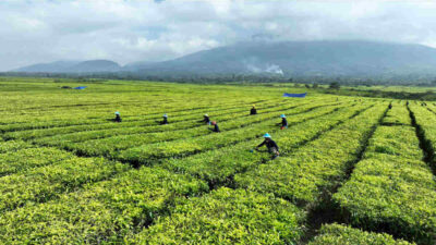 Ini Tanggapan PTPN IV Regional II soal Konversi Kebun Teh di Kabupaten Simalungun