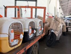 KAI Logistik Catat Pengiriman Lebih Dari 116 Ribu Hewan Peliharaan Hingga Triwulan III Tahun 2025