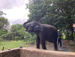 LindungiHutan Tanam Pohon di Way Kambas, Perkuat Habitat Gajah Sumatra yang Kian Menyusut