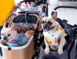 5 Mall Pet Friendly di Jakarta untuk Mengisi Akhir Pekan