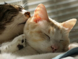 Cara Mengawinkan Kucing dengan Benar