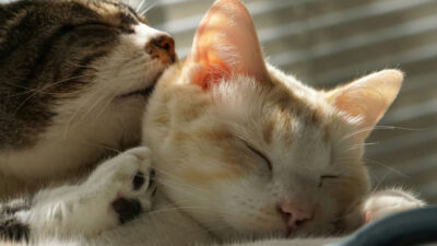 Cara Mengawinkan Kucing dengan Benar