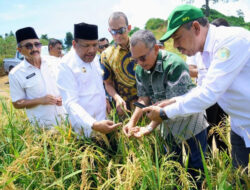 PTPN IV PalmCo Dorong Ketahanan Pangan Lewat Pola Tumpangsari Sawit–Padi