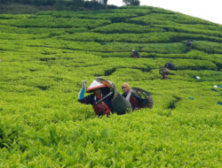 Holding Perkebunan Nusantara Perkuat Komoditas Strategis Melalui Replanting 14.000 Hektare PTPN I Regional 2