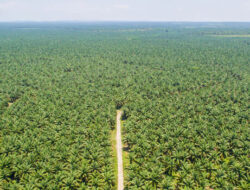 Regulasi Baru Perkuat Kewajiban Deteksi Dini Kebakaran Lahan Perkebunan