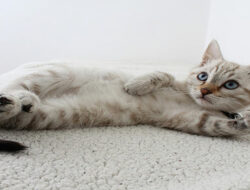 Tutorial Melatih Kitten Pup di Litter Box