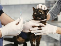 Berikut Jenis-Jenis dan Biaya Vaksin Kucing