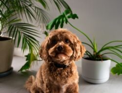 Lokasi Terbaik Menaruh Underpad Anjing di Rumah