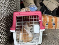 Pengiriman Hewan Peliharaan KAI Logistik Tumbuh, Jadi Solusi Mudik dan Libur Nataru Bersama Hewan Kesayangan