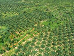 Planting Naturals Digitalisasi 7.224 Petani dalam Rantai Pasok Minyak Sawit Organik Bersertifikasi RSPO Pertama di Sierra Leone