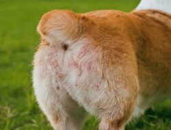 Solusi Mengatasi Ruam Popok Pada Anjing