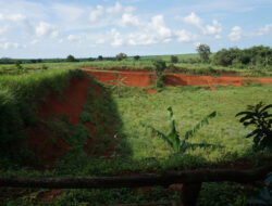 World Soil Day 2025: LindungiHutan Ajak Publik Pulihkan Tanah Lewat Aksi Penanaman Pohon
