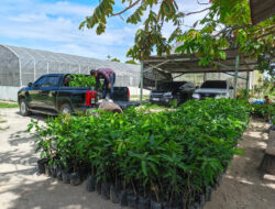 PalmCo Tanam Puluhan Ribu Pohon di 12 Provinsi, Pertegas Misi Keberlanjutan Holding Perkebunan Nusantara