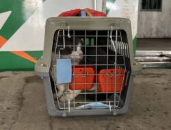 KAI Logistik Kirim Lebih dari 5.200 Hewan Peliharaan selama Periode Nataru 2025/2026