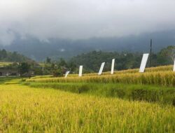 Di Bawah Langit Jatiluwih: Air Mata di Pucuk Padi yang Terluka