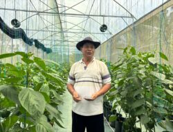 Dukungan Permodalan BRI Dorong Pertanian Paprika Organik Bali Tembus Pasar Premium