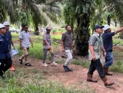 Holding Perkebunan Nusantara Perkuat Pengawasan Operasional, PTPN IV Regional VII Tingkatkan Produktivitas Kebun