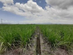 Holding Perkebunan Nusantara Dukung Ketahanan Pangan, PTPN I Masuk Bisnis Singkong dan Jagung