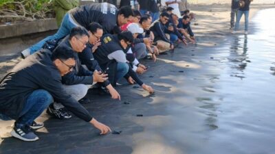 Peduli Lingkungan, Pegadaian Kanwil VII Denpasar Dukung Pelestarian Penyu