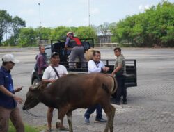 Pelindo Benoa Salurkan 7 Sapi dan 26 Kambing untuk Warga Sambut Idul Adha 1447 H