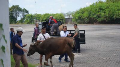 Pelindo Benoa Salurkan 7 Sapi dan 26 Kambing untuk Warga Sambut Idul Adha 1447 H
