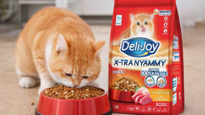 Jangan Asal Pilih! Ini Rekomendasi Dry Food Kucing Bernutrisi Tinggi