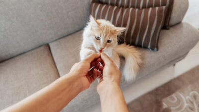 Memilih Makanan Kucing yang Tepat untuk Mendukung Kesehatan Pencernaan