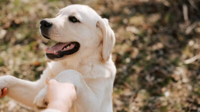 Dog Training Tips di Rumah Agar Anjing Pintar