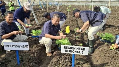 Holding Perkebunan Nusantara Perkuat Hilirisasi, PTPN I (Persero) Bidik Pasar Eropa melalui Cerutu Premium Jember