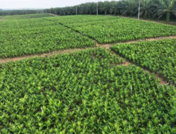 Holding Perkebunan Nusantara melalui PTPN IV PalmCo Akselerasi Peremajaan Sawit Petani di Riau Perkuat Implementasi Program B50
