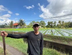 KUR BRI Perkuat Ketahanan Petani Bunga Pacah di Tengah Fluktuasi Harga dan Cuaca
