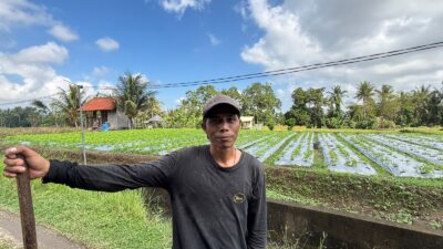 KUR BRI Perkuat Ketahanan Petani Bunga Pacah di Tengah Fluktuasi Harga dan Cuaca