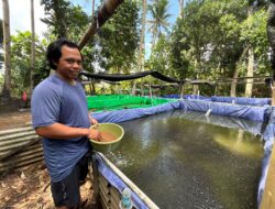 KUR BRI Dukung UMKM Produktif, Pembibitan Lele di Bali Tingkatkan Kapasitas Produksi