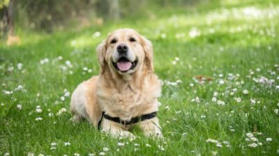 Kenali Anjing Labrador dari Karakter, Sifat, Sampai Cara Merawatnya