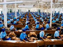 Holding Perkebunan Nusantara Dukung Penciptaan Lapangan Kerja, PTPN I Serap 15–20 Ribu Pekerja di Pabrik Tembakau