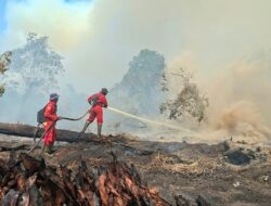 Menjinakkan Api Hitam di Gambut Pelalawan