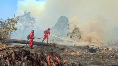 Menjinakkan Api Hitam di Gambut Pelalawan