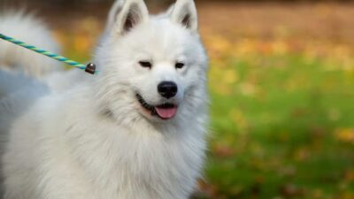 Anjing Samoyed, Ciri Karakter dan Cara Merawatnya